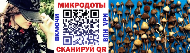 дарнет шоп  Новозыбков  Псилоцибиновые грибы Psilocybe 